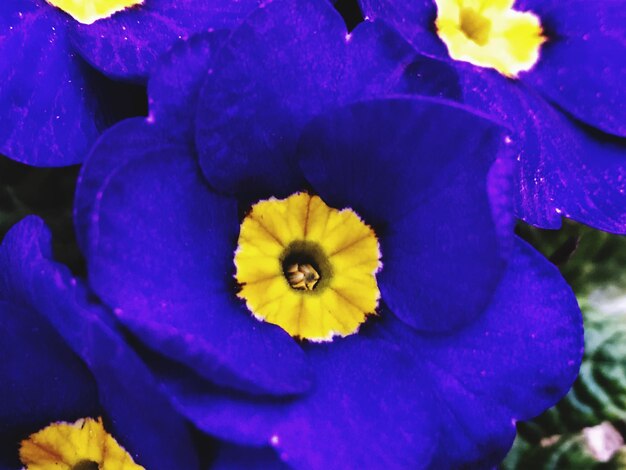 Close-up of purple flower blooming outdoors