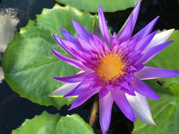 Photo close-up of purple flower blooming outdoors