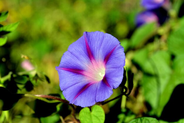 Foto close-up di un fiore viola che fiorisce all'aperto