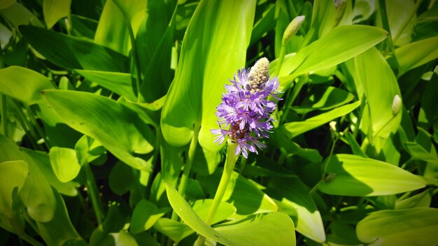 Close-up of purple flower blooming outdoors