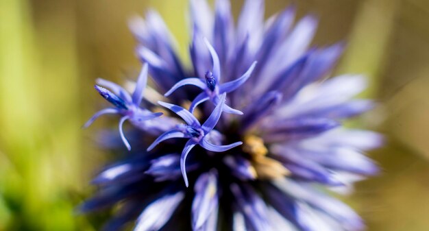 Photo close-up of purple flower blooming outdoors