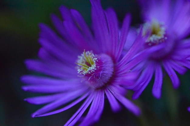 Close-up of purple flower blooming outdoors