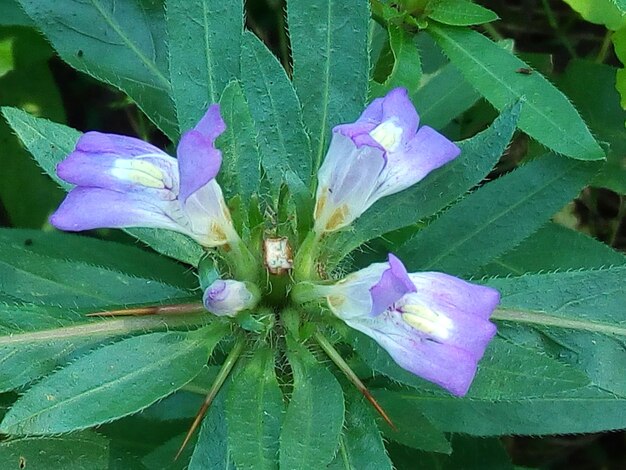 Close-up of purple flower blooming outdoors