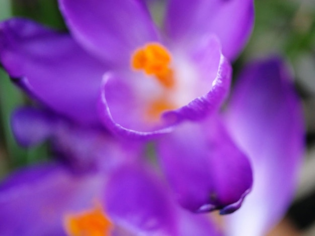 Close-up of purple flower blooming outdoors