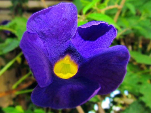 Foto close-up di un fiore viola che fiorisce all'aperto