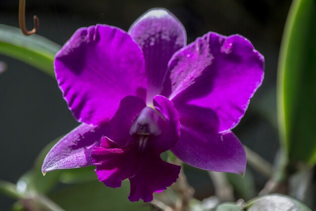 Close-up of purple flower blooming outdoors