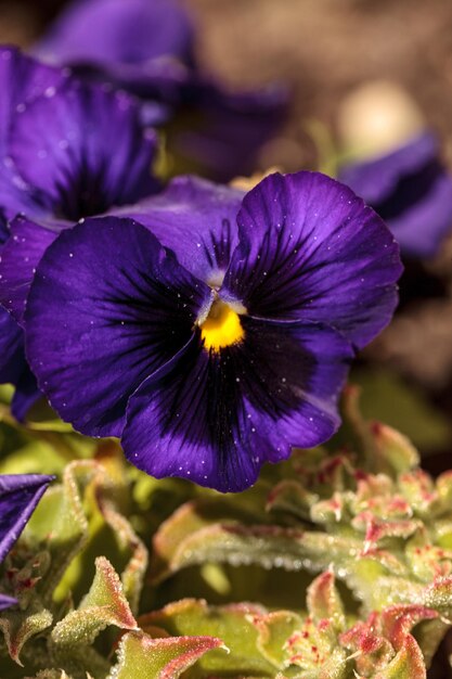 Foto close-up di un fiore viola che fiorisce all'aperto