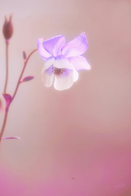 外でいている紫色の花のクローズアップ