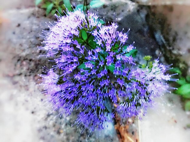 Close-up of purple flower blooming outdoors