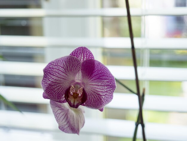 Close-up of purple flower blooming outdoors