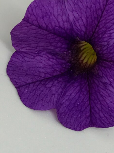 Close-up of purple flower blooming outdoors