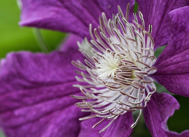 Foto close-up di un fiore viola che fiorisce all'aperto