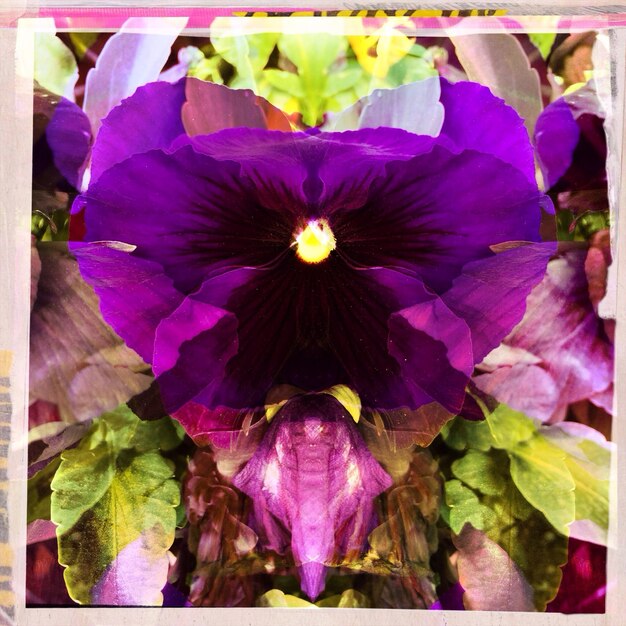 Close-up of purple flower blooming outdoors