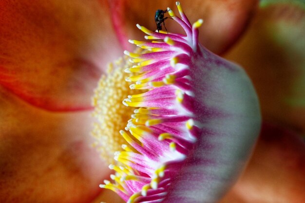 Photo close-up of purple flower blooming outdoors