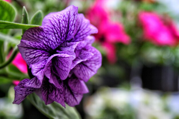 Photo close-up of purple flower blooming in park