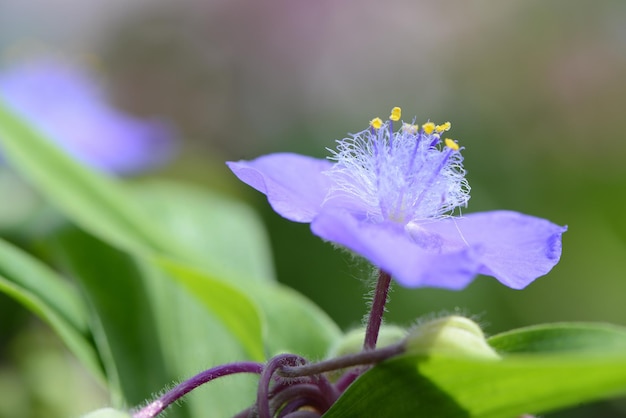 Foto close-up di un fiore viola che fiorisce in un parco