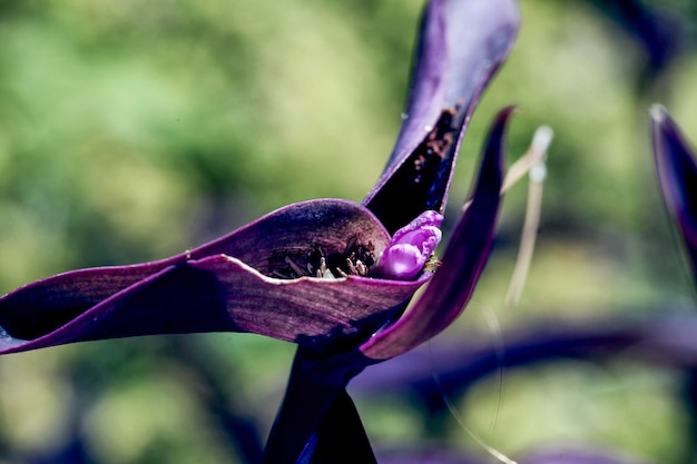 Foto prossimo piano del germoglio del fiore viola