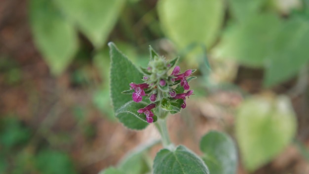 Photo close-up of purple flower buds outdoors