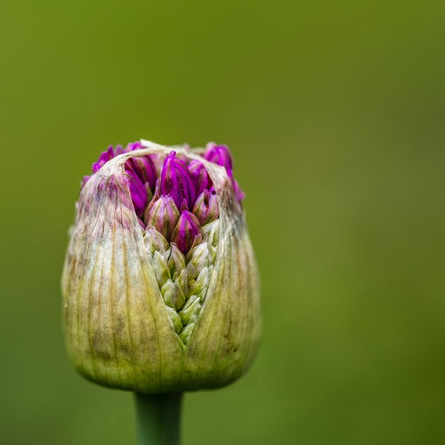 Close-up di boccioli di fiori viola