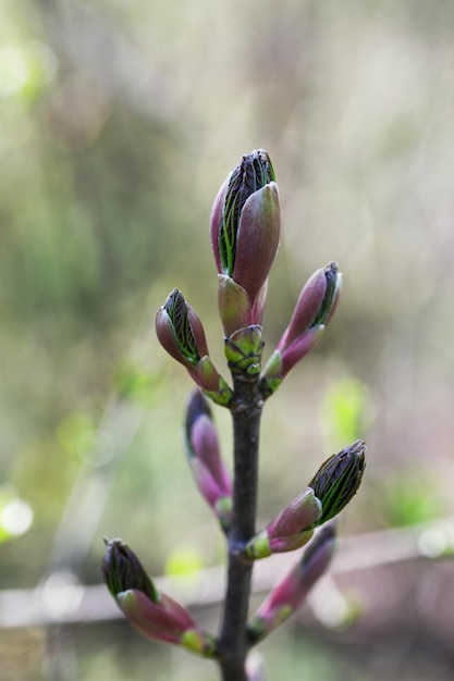 Photo close-up of purple flower buds