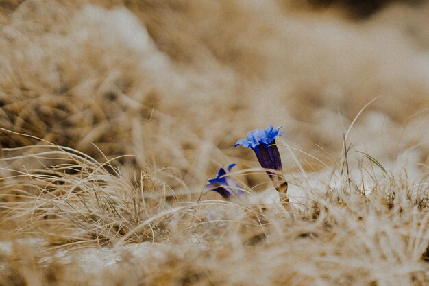 Close-up of purple flower on field