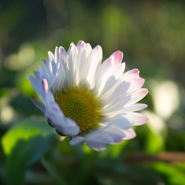 Close-up of purple flower on field