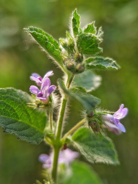 Foto close up di un fiore viola sullo sfondo sfocato piatto