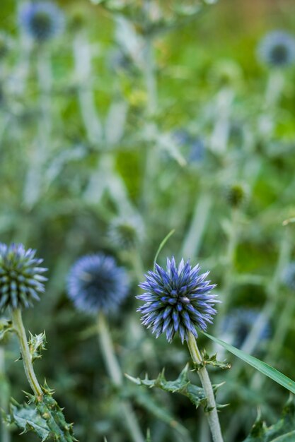 緑の草の自然フィールドの紫色の花のクローズアップ-春と屋外の自然の花の概念-垂直組成と焦点ぼけの背景