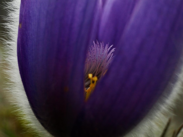 Foto close-up di un fiore viola che cresce sul campo