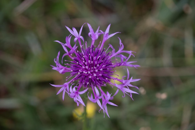 畑で育つ紫の花のクローズアップ