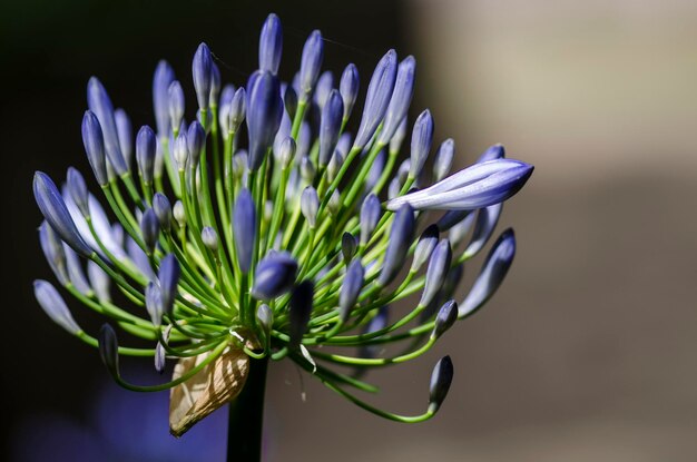 外で育つ紫色の花のクローズアップ