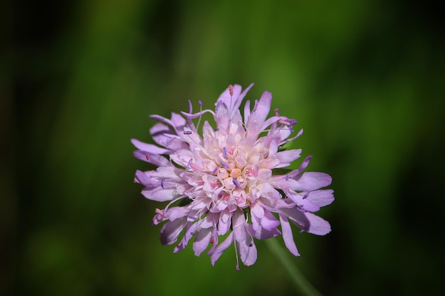 外で育つ紫色の花のクローズアップ