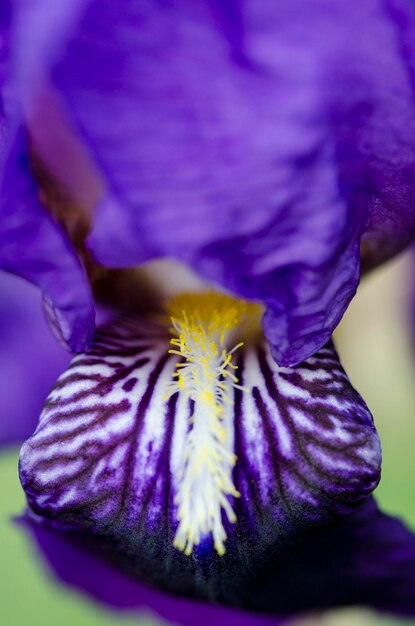 Close-up of purple flower head