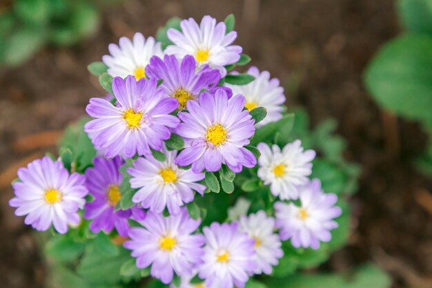 Foto close-up di un fiore viola all'aperto