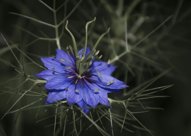 Foto close-up di un fiore viola in un parco