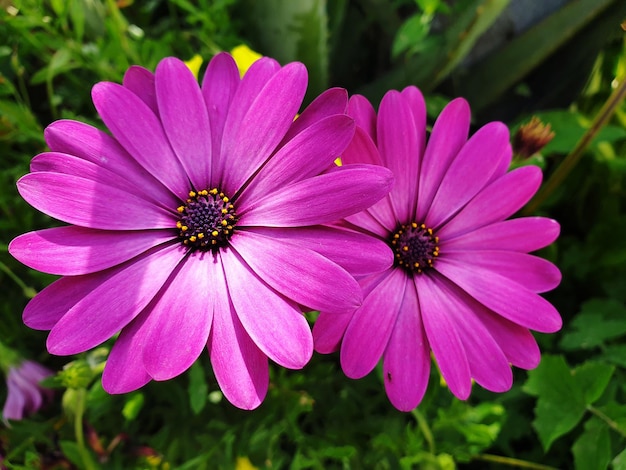 Close-up of purple flower in park