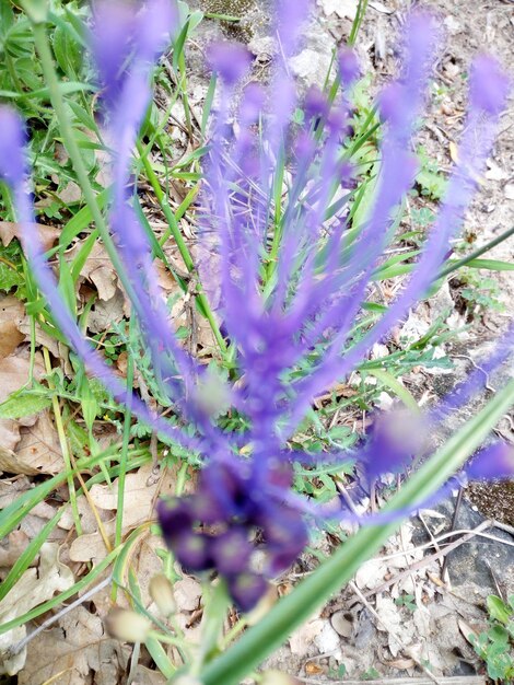 Close-up of purple flower plant