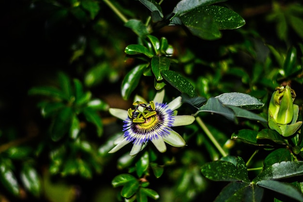 Photo close-up of purple flower on plant