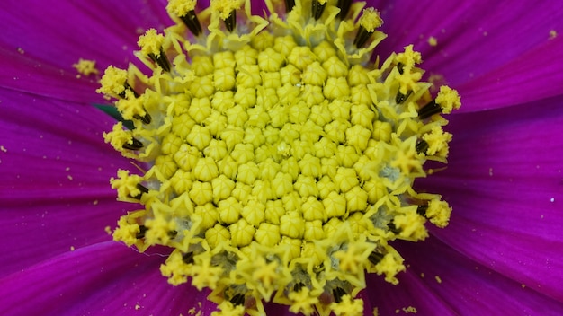 Крупным планом фиолетовый цветок селективного внимания