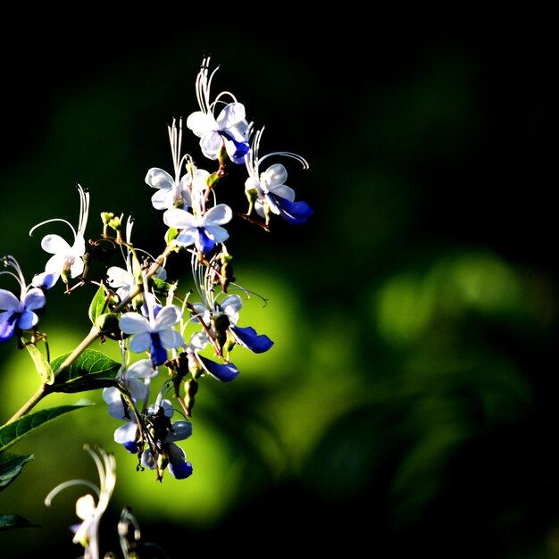 Close-up of purple flower tree