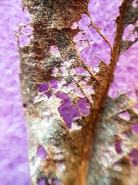 Close-up of purple flower tree