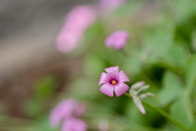 A close up of a purple flower with a yellow center and a red center.