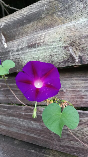 Close-up of purple flower on wood