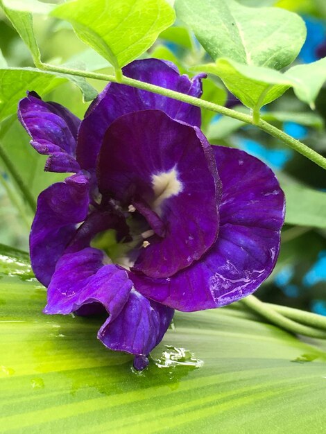 Close-up of purple flower