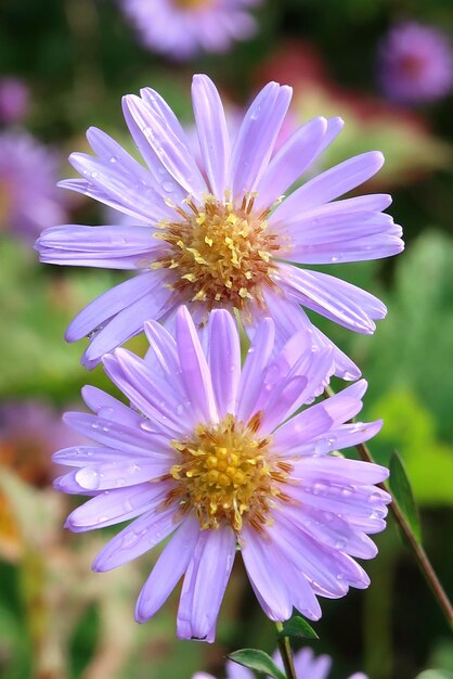 Close-up of purple flower