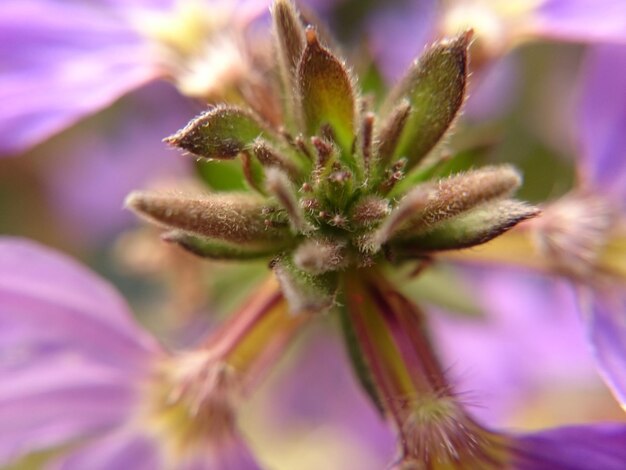 Foto prossimo piano del fiore viola