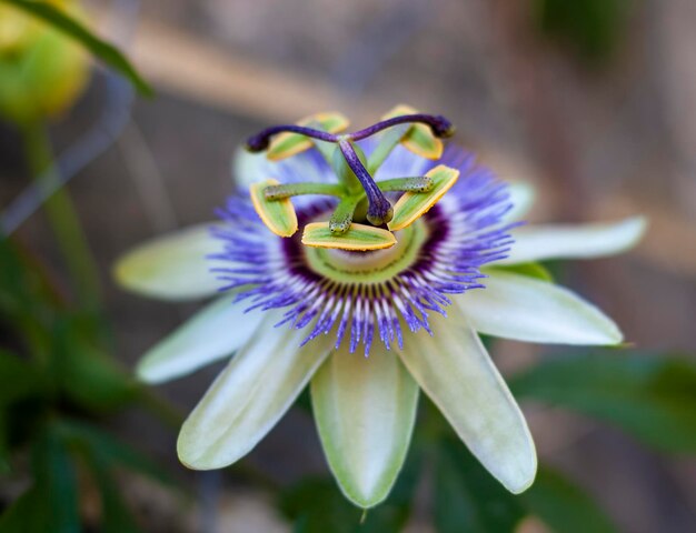 Close-up of purple flower