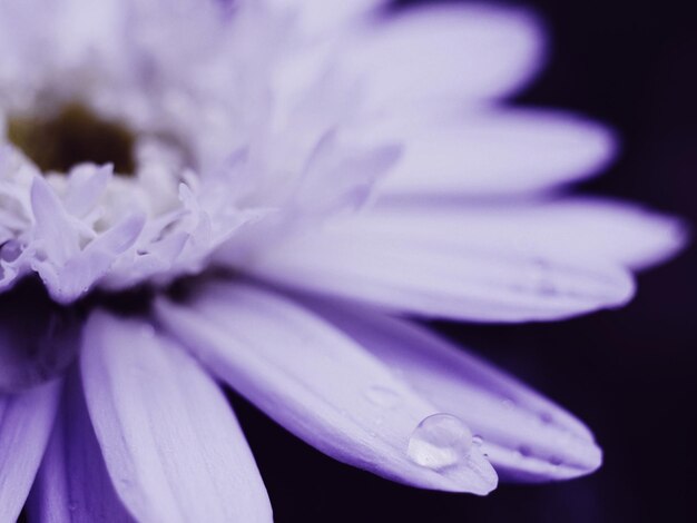 Photo close-up of purple flower