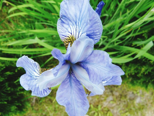 Photo close-up of purple flower