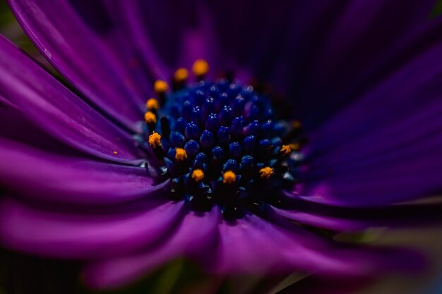 Close-up of purple flower